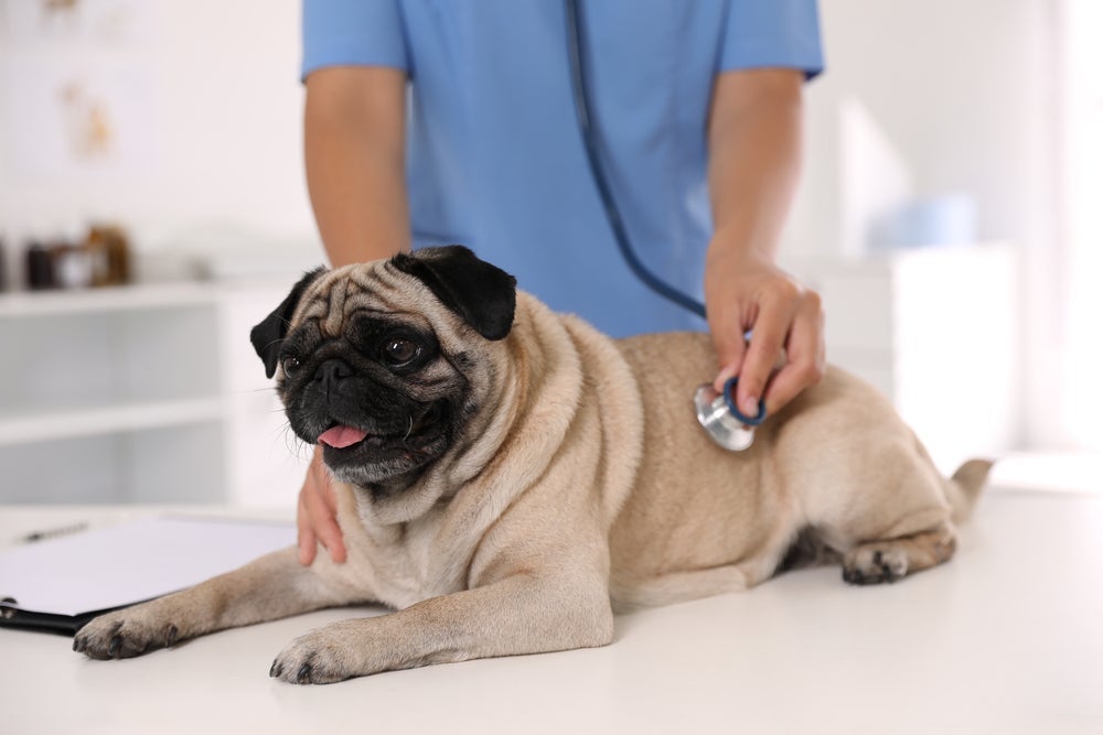 A barriga d'água em cachorro deve ser diagnosticada por um veterinário