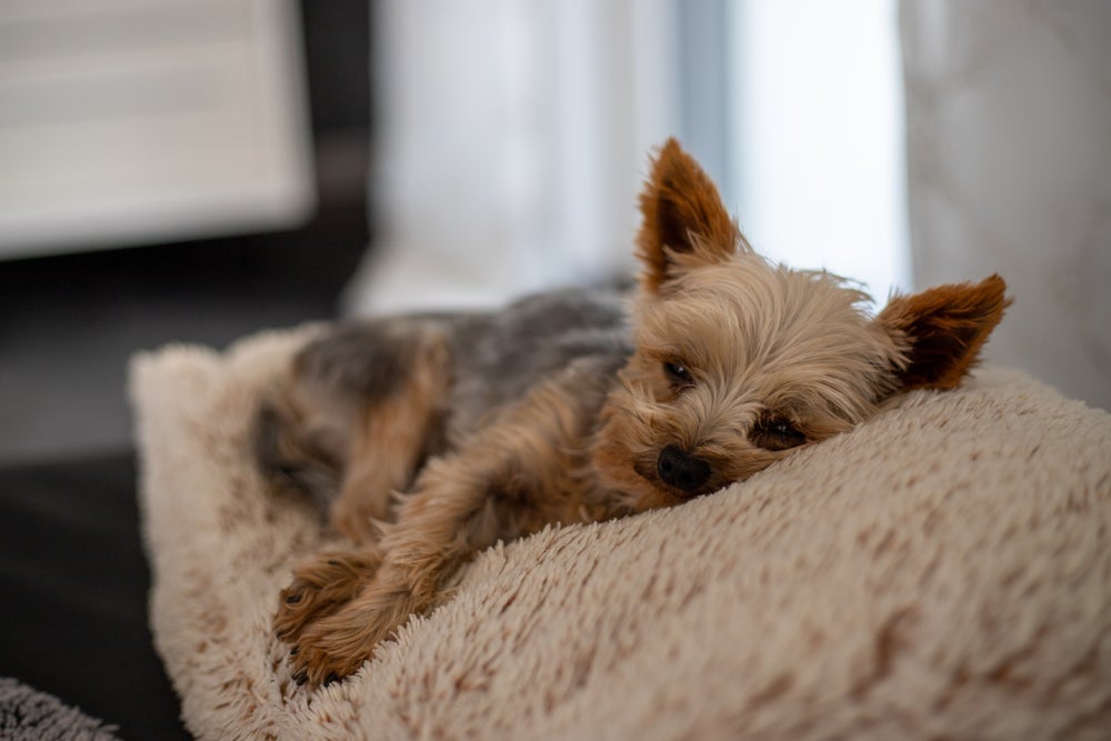 O cachorro com dor de barriga exige atenção e deve ser avaliado por um veterinário