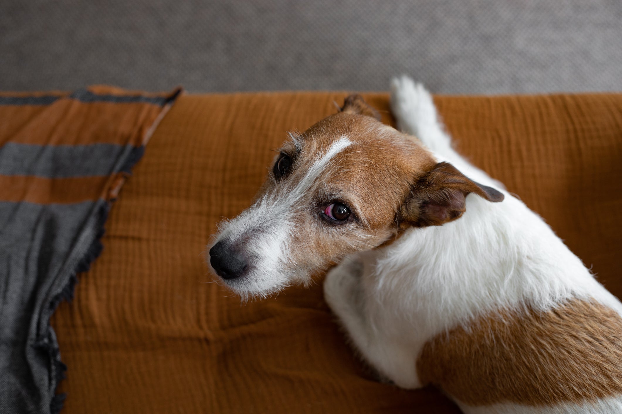 O cachorro com olho vermelho pode ter diferentes causas