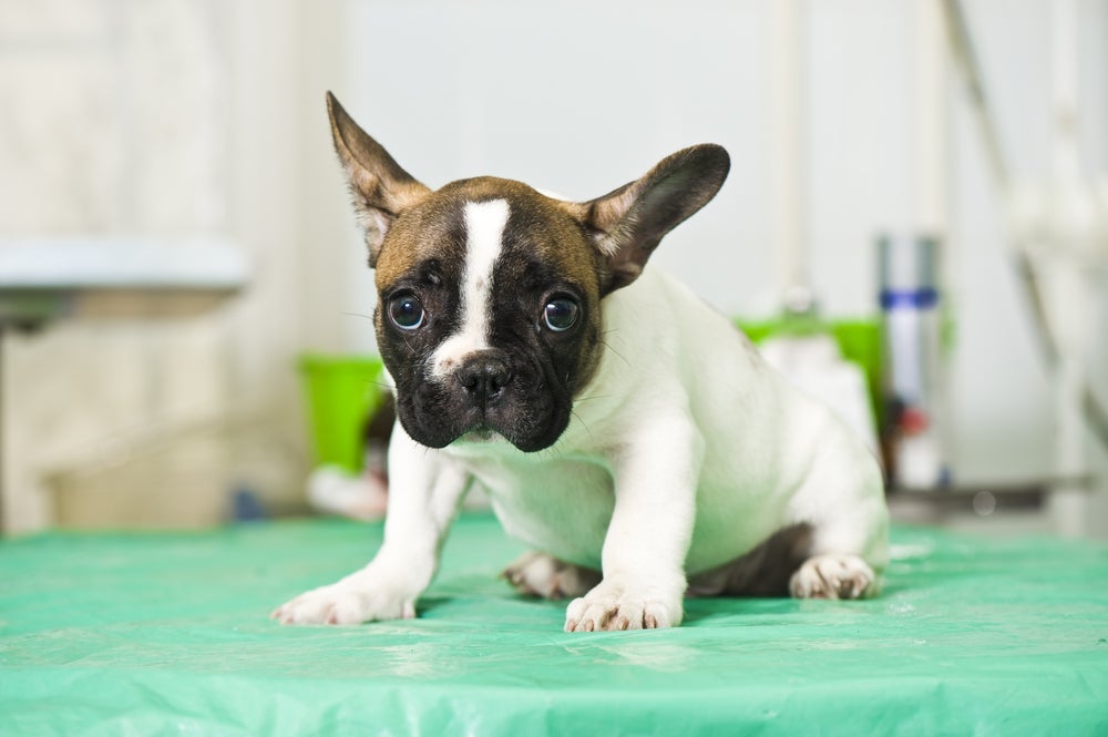Muitas situações podem deixar o cachorro estressado e alterar o comportamento canino