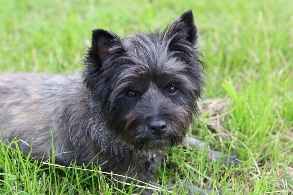 O cachorro mais bonito do mundo é de uma raça pouco popular no Brasil