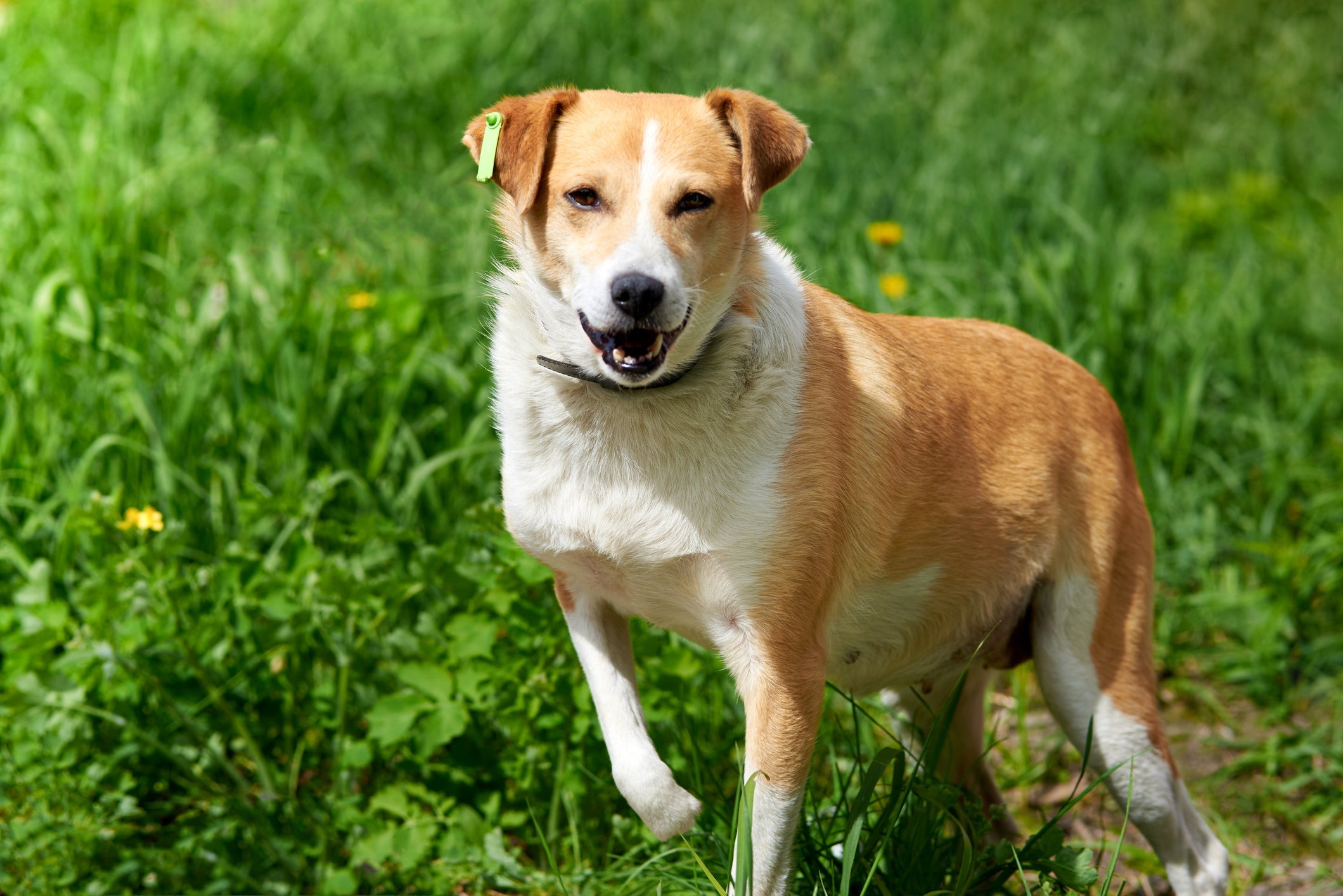 Cachorro mancando pata traseira ou dianteira precisa de atenção