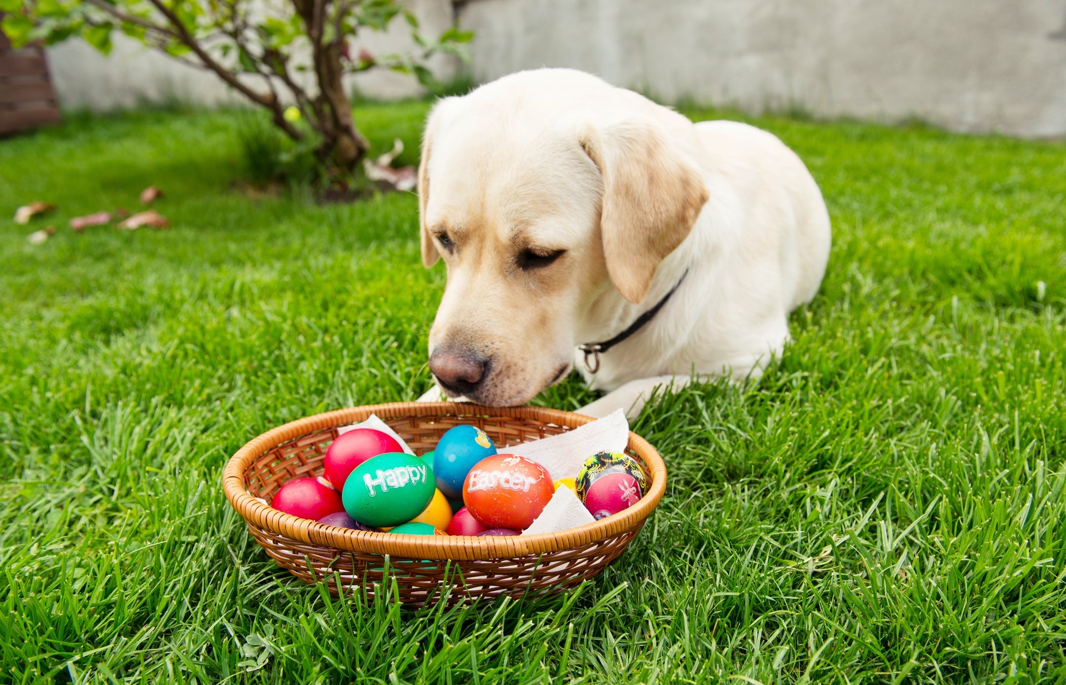 Pensar que o cachorro pode comer chocolate é um erro