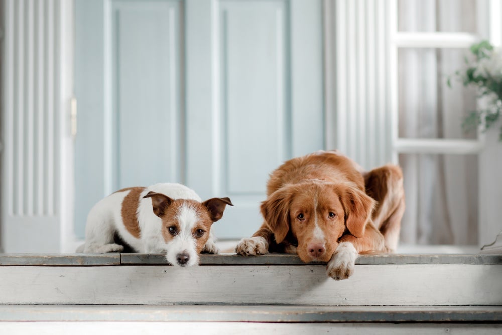 Ter mais de um cachorro em casa é uma experiência com vários desafios