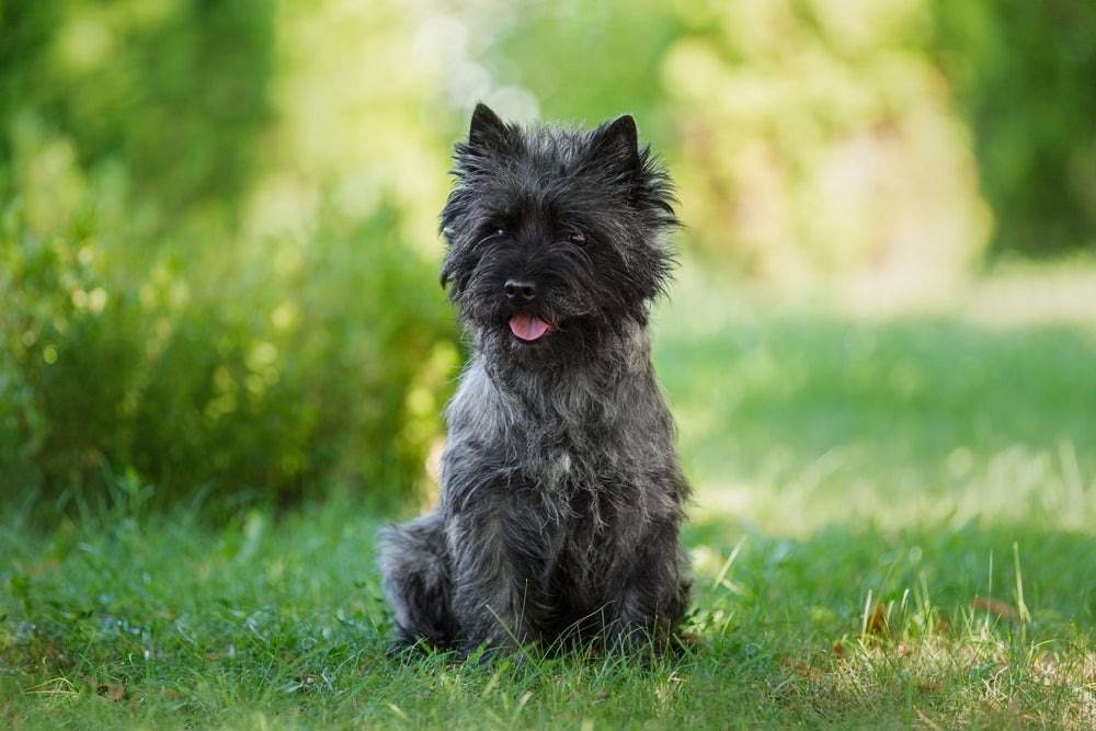 O Cairn Terrier pode surpreender muita gente com seu jeito encantandor
