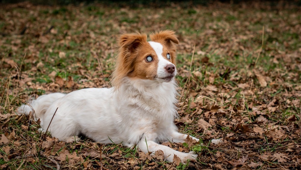 Saber se a catarata em cachorro tem cura é uma dúvida de muitos tutores