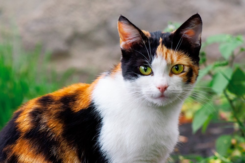 Existem algumas formas de como saber se o gato é fêmea pela cor