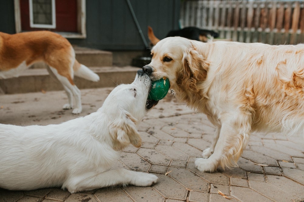 A creche para cachorro é o espaço ideal para gastar a energia e socializar cães