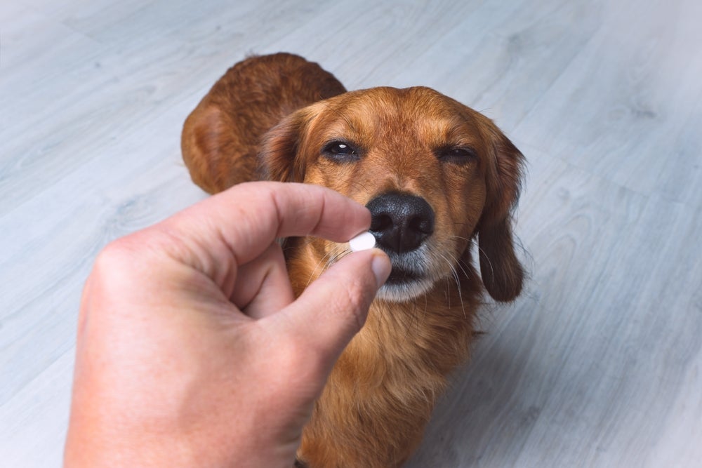 Saber se pode dar dipirona para cachorro é importante e exige orientação profissional