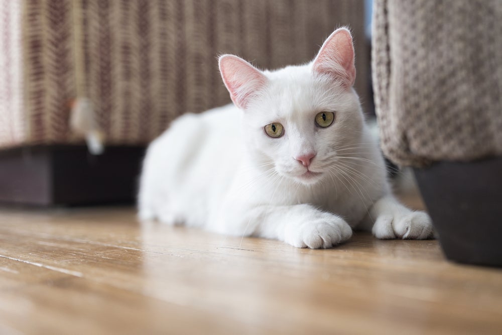 Algumas doenças de gato são mais graves do que outras
