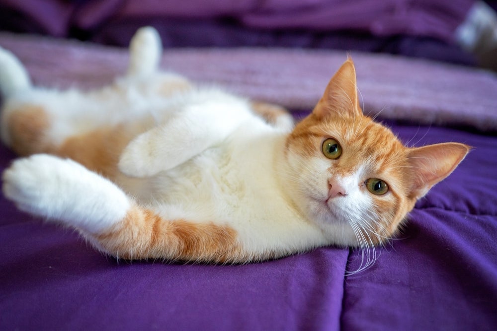 A pelagem de um gato bicolor é formada pela genética, e esses pets têm várias curiosidades