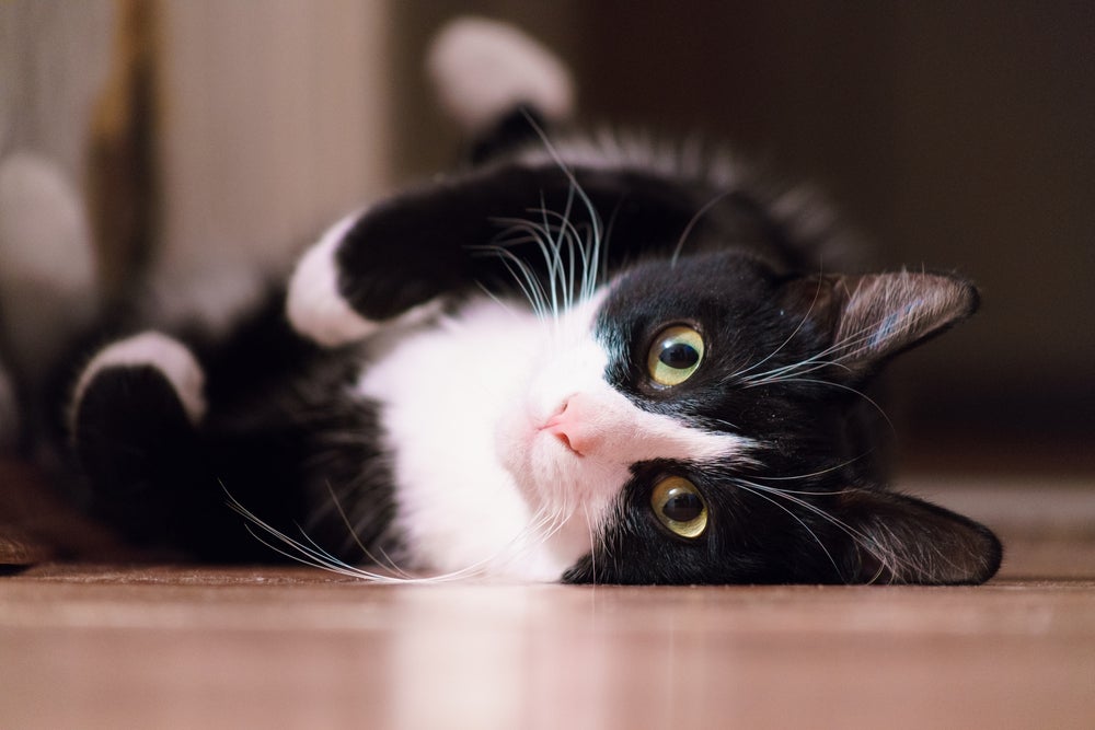 O gato frajola tem um charme único e várias qualidades