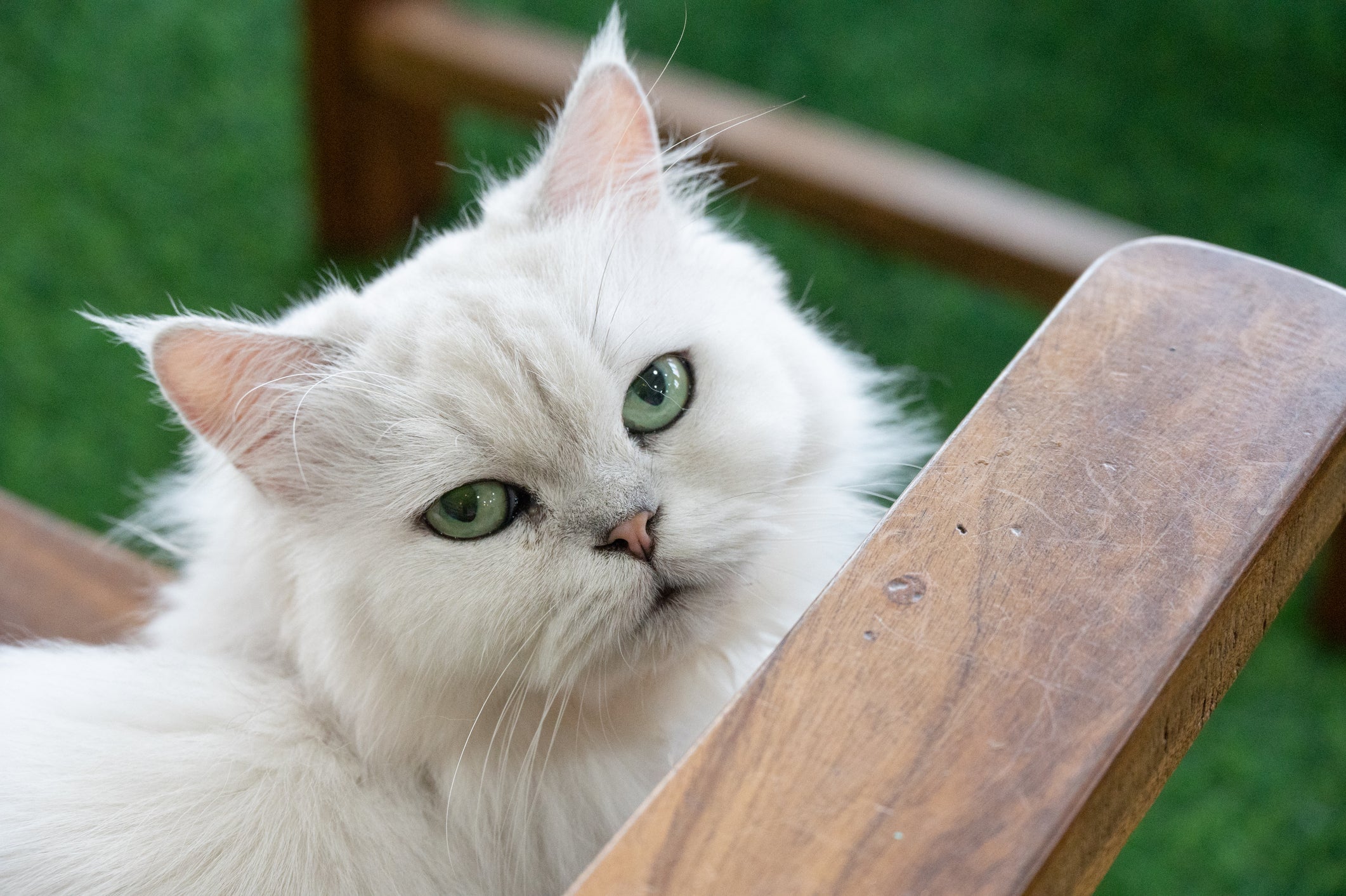 O quanto custa um gato Persa não é um valor fixo