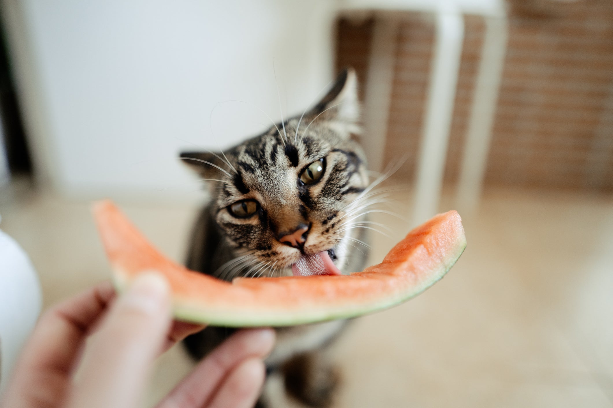 Saber se gato pode comer melancia e outras frutas é muito importante
