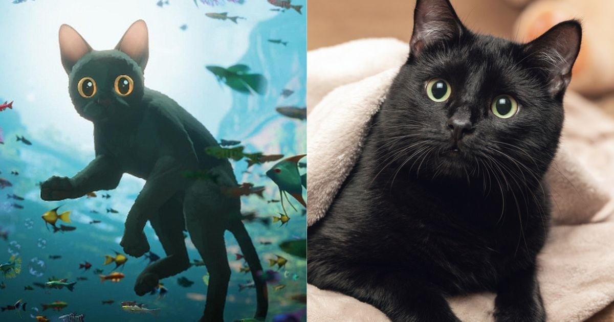 O gato preto é sinônimo de companheirismo e lealdade