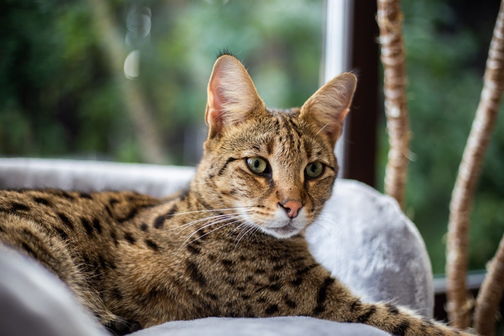 O gato Savannah é um felino híbrido, exótico e com muitas particularidades