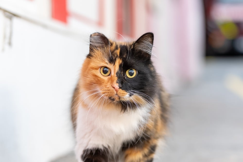 O gato tricolor esconde muitas particularidades