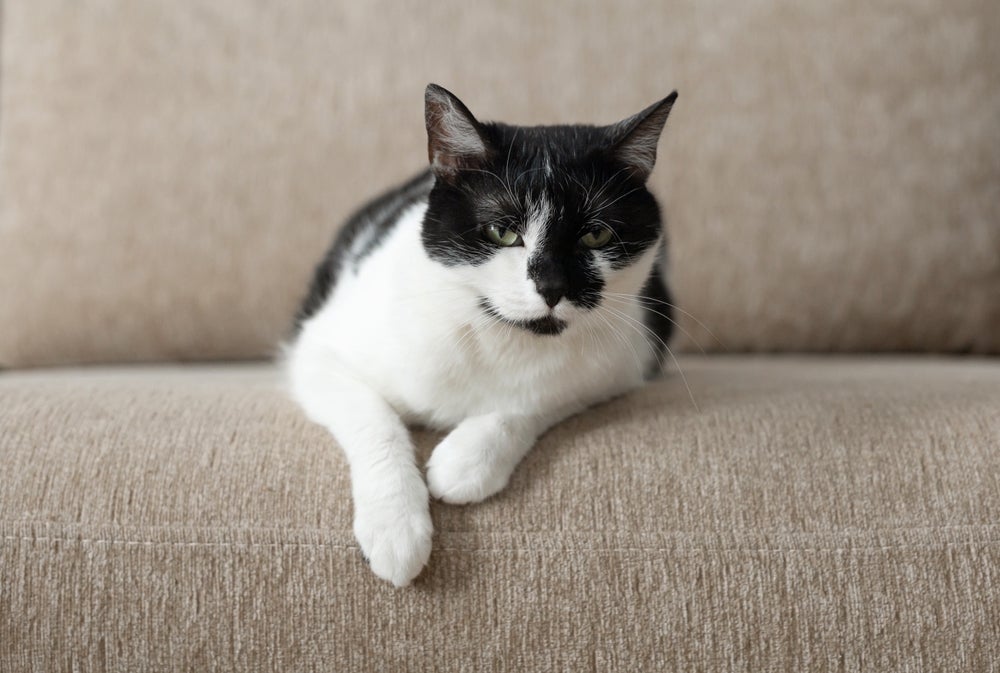 Muitos sinais costumam indicar a tristeza felina, saiba a que ficar atento