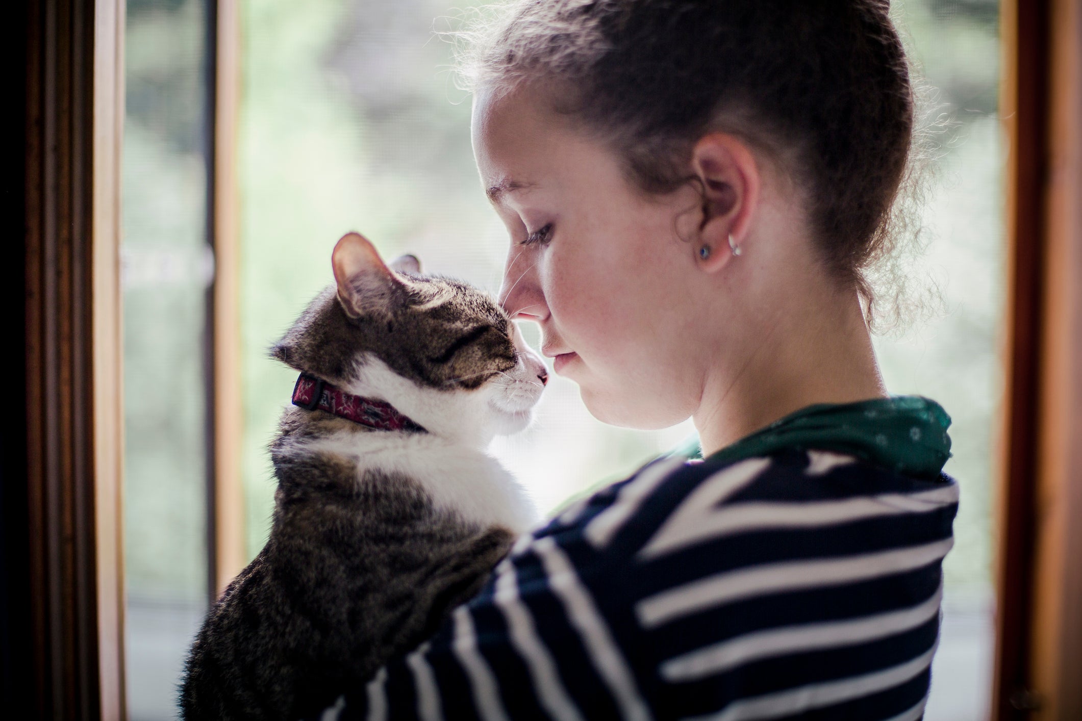 Será que os gatos esquecem os donos com tanta facilidade? Descubra a resposta