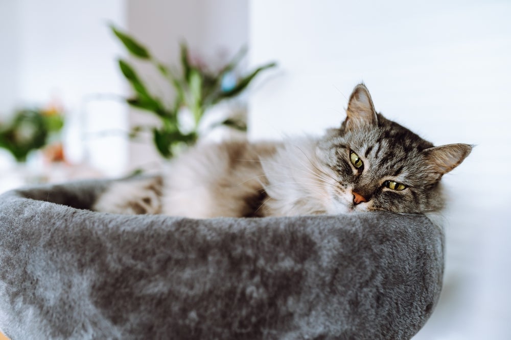 A infecção urinária em gatos pode comprometer bastante a qualidade de vida do pet