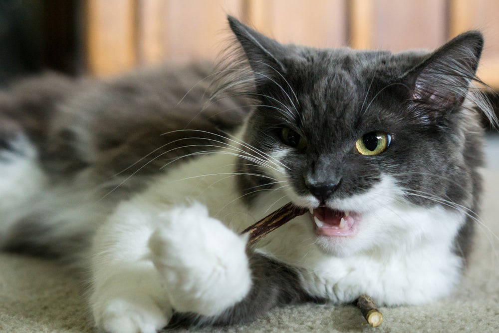 O matatabi é uma alternativa ao catnip para gatos