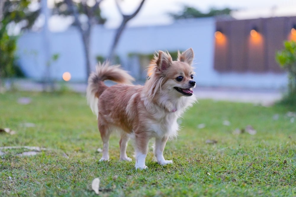 O menor cachorro do mundo tem um tamanho minúsculo
