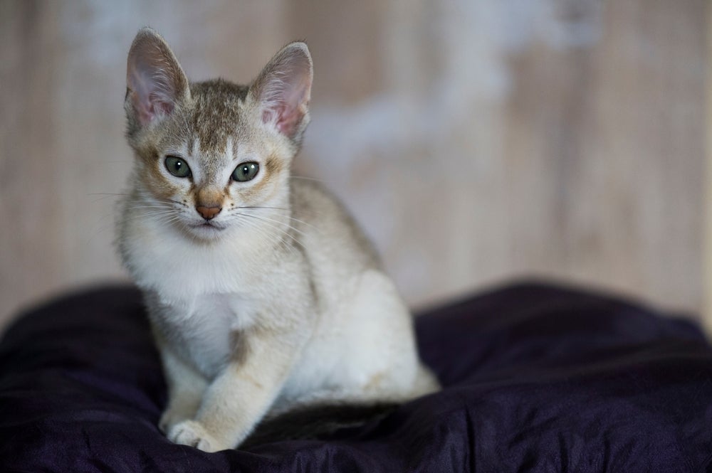 O menor gato do mundo tem carinha de filhote
