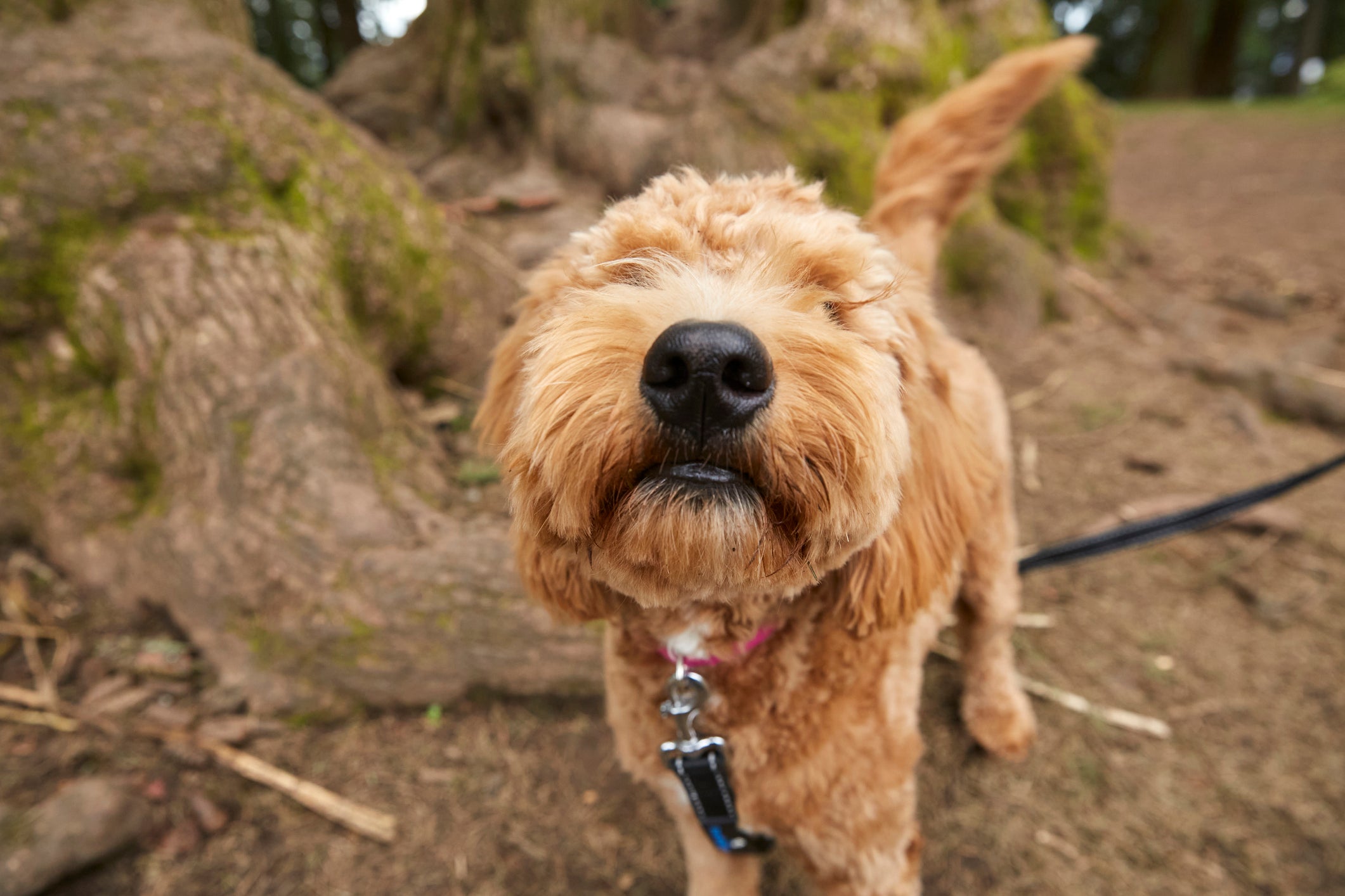 O olfato canino é tão apurado que os cães conseguem sentir o cheiro do tempo