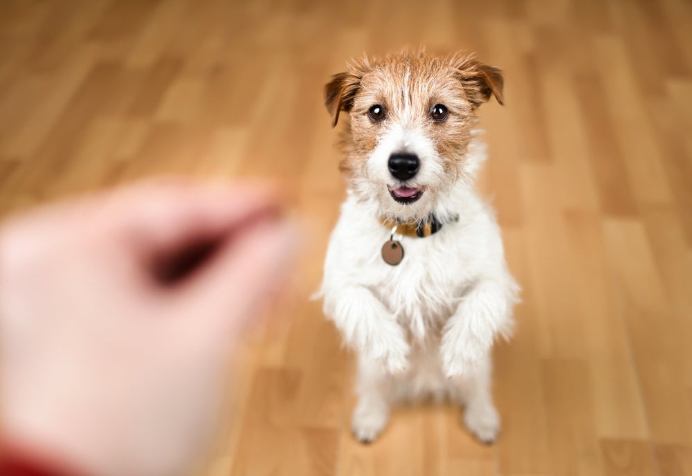 Oferecer petisco para cachorro exige certa cautela