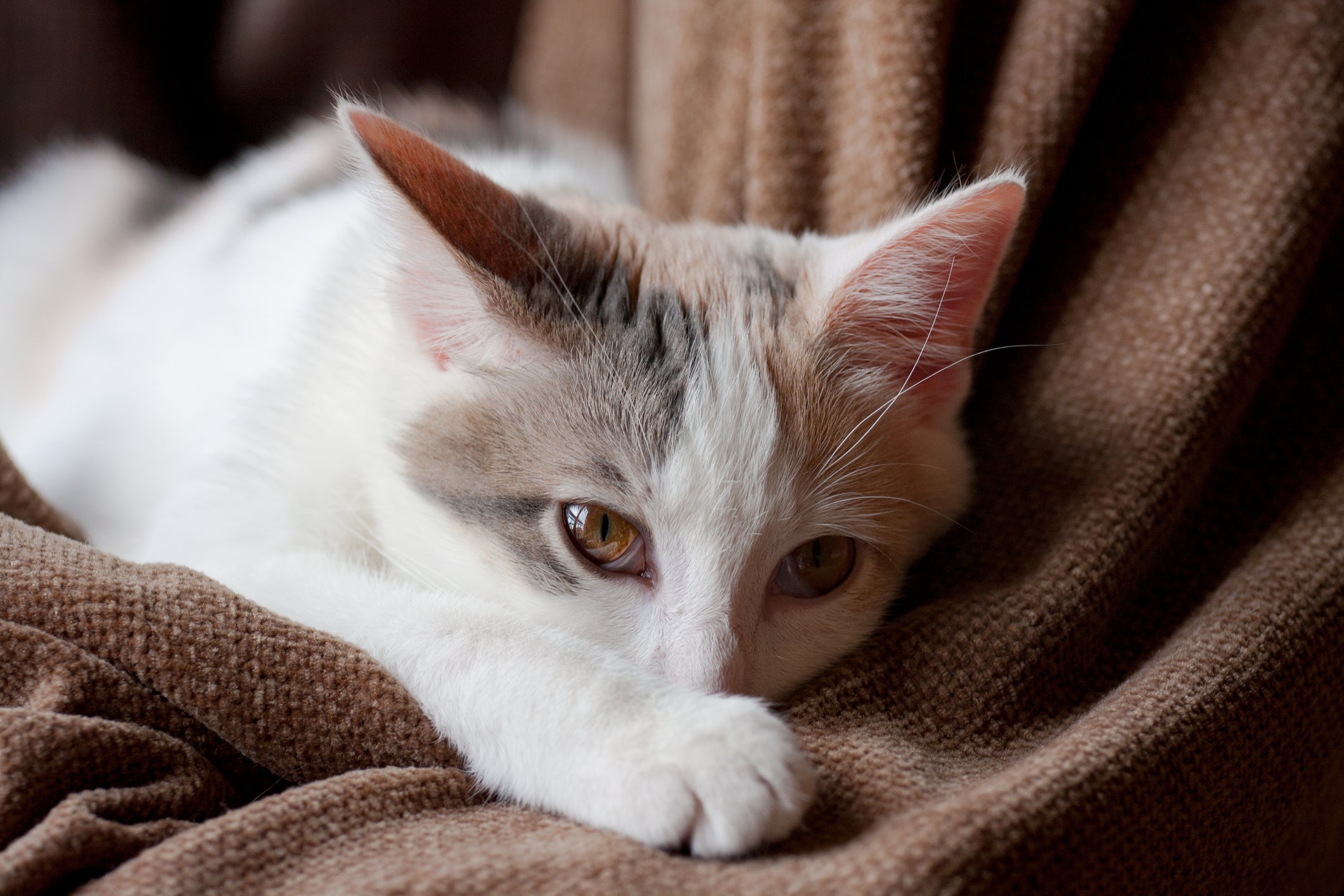 Uma das doenças mais temidas é a PIF: gatos têm a qualidade de vida bastante afetada