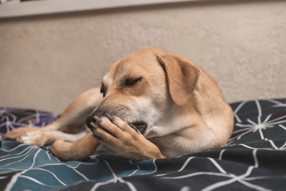 O motivo porque o cachorro lambe a pata pode ser bem variado