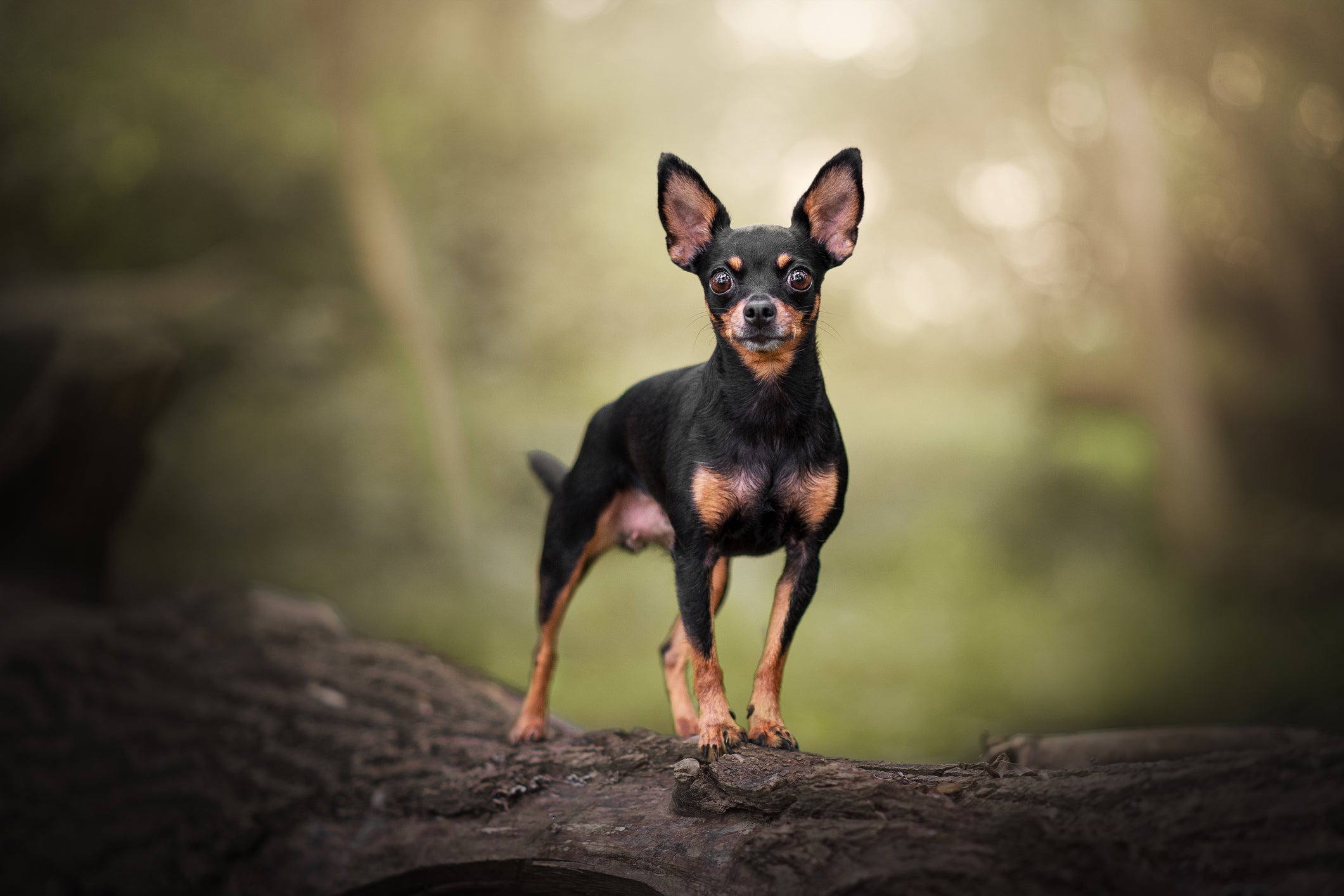 O quanto custa um Pinscher depende de uma série de fatores