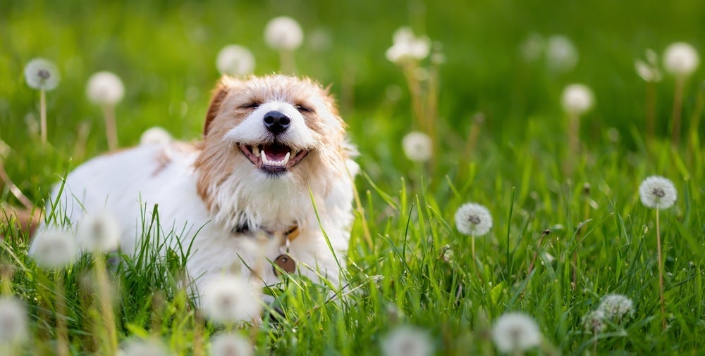 Saber quantos dentes tem um cachorro é uma curiosidade dos tutores