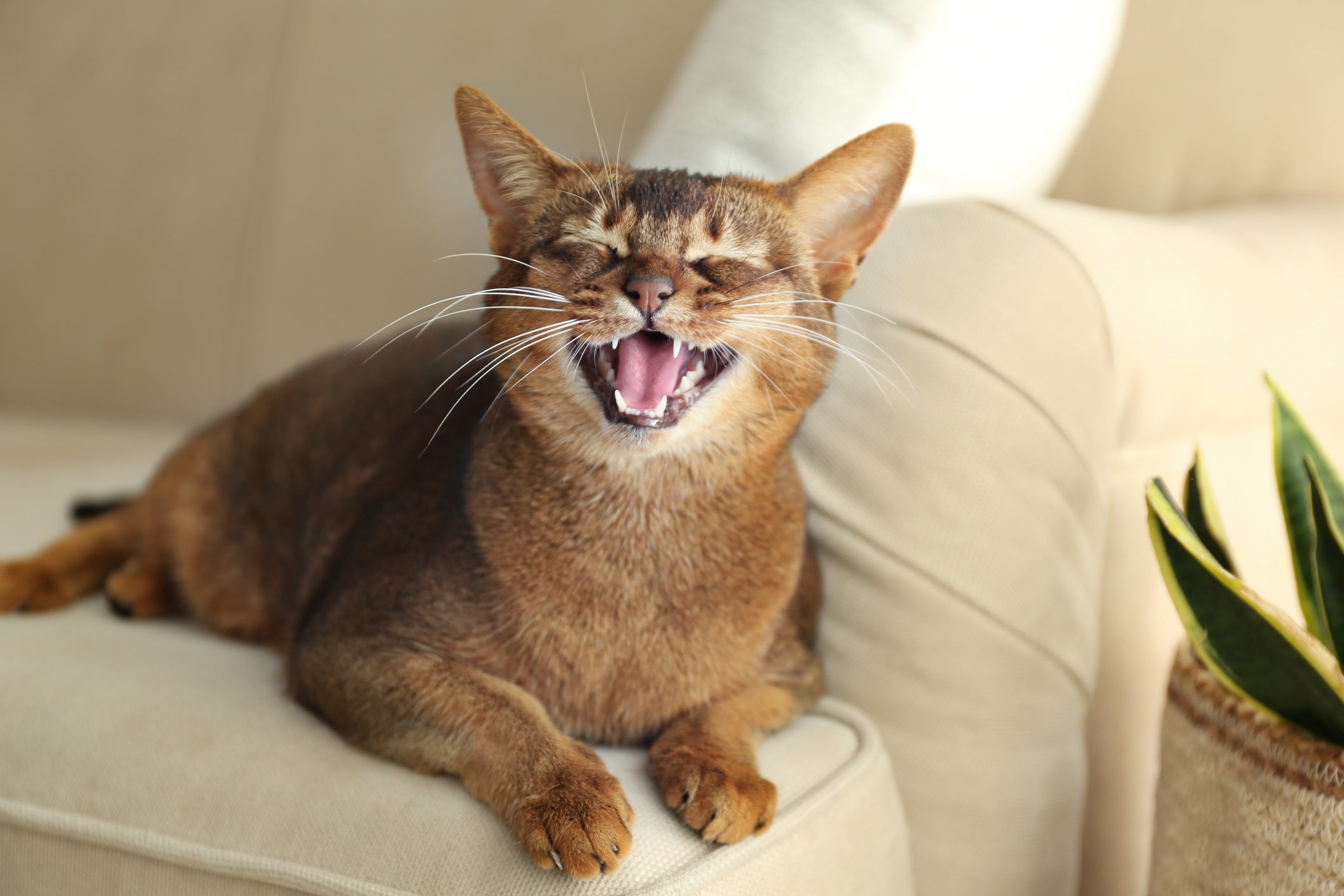 Saber quantos dentes tem um gato pode ajudar os tutores nos cuidados com o sorriso felino