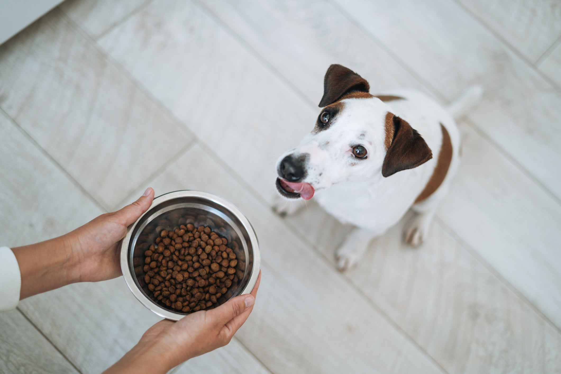 A ração de cachorro exige alguns cuidados importantes na hora da escolha