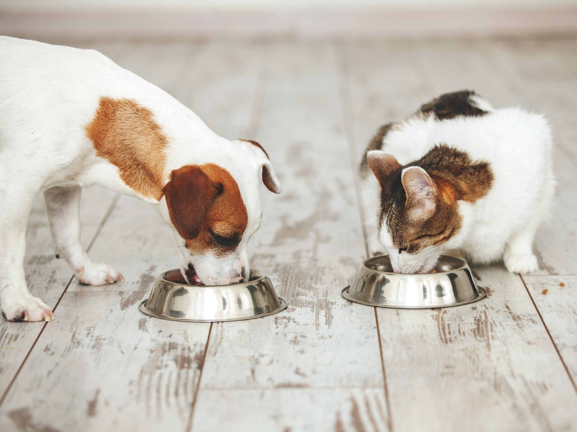 Com uma boa ração para cachorro e gato, é possível amenizar a caquexia