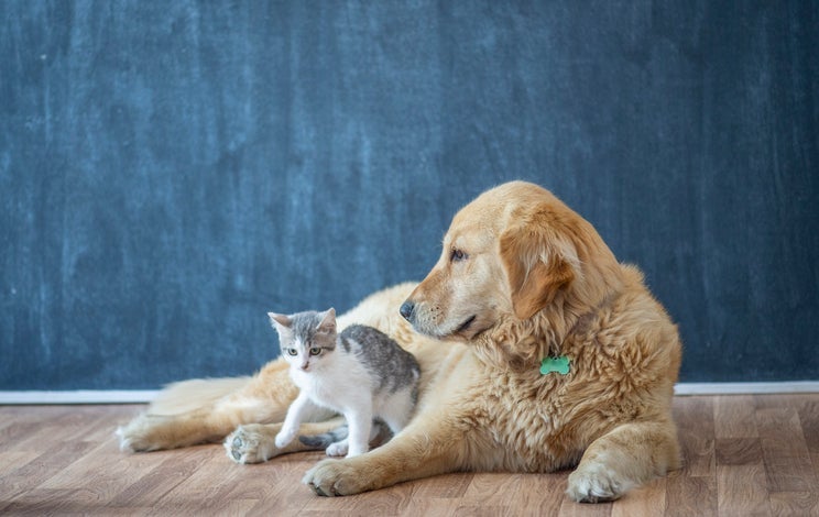 Cães e gatos vão poder tirar carteira de identidade pet