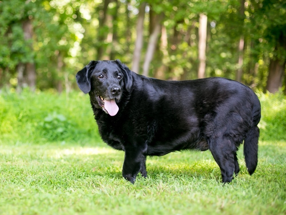 O cachorro obeso precisa de alguns cuidados importantes
