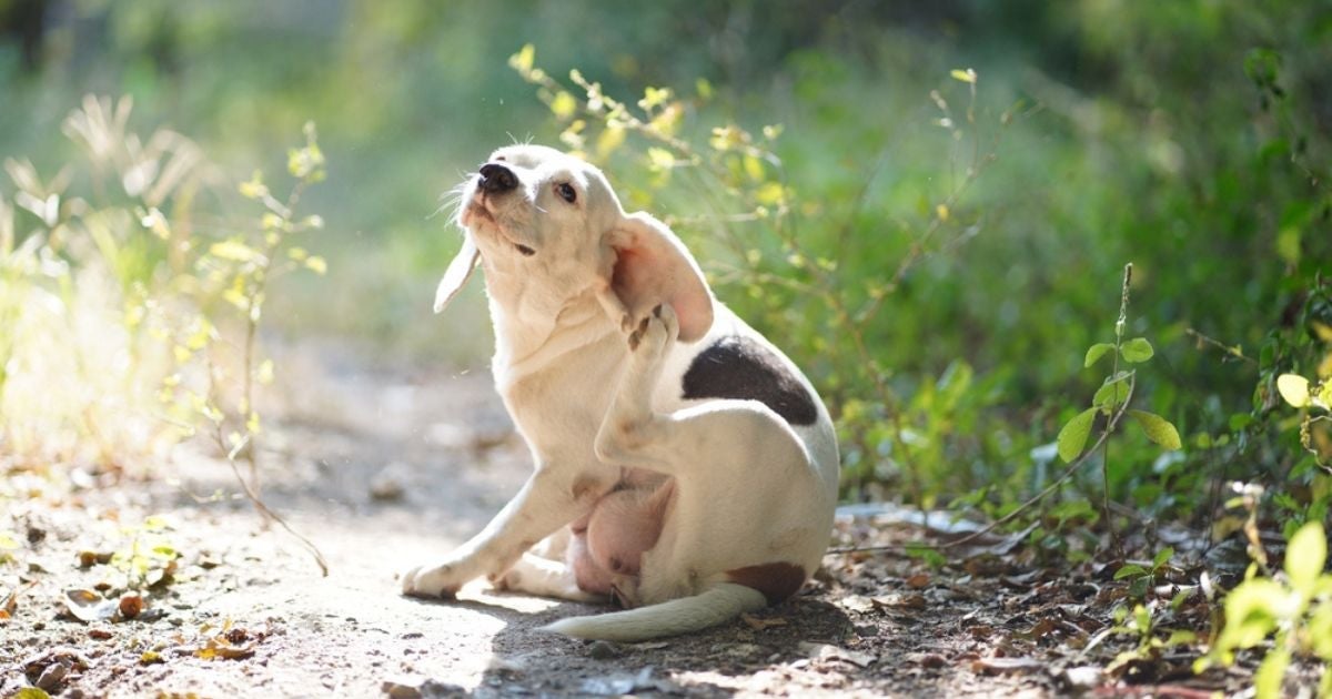 Os tipos de carrapato costumam afetar seriamente a saúde dos pets