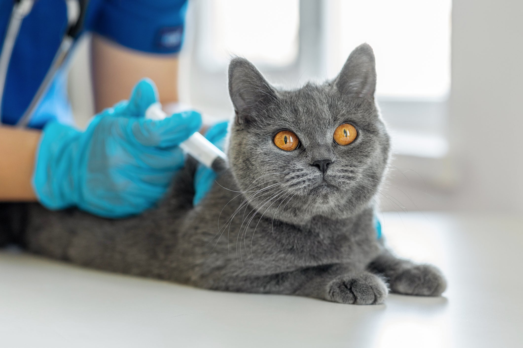 A vacina V4 para gatos é importante para manter a boa saúde do animal