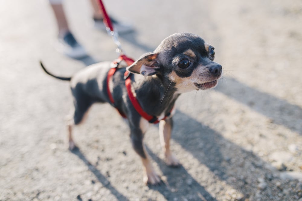 Vários motivos podem deixar um cachorro tremendo, incluindo problemas de saúde