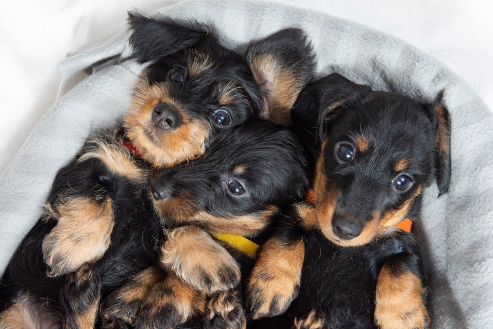 Cachorros fofinhos filhotes e adultos: veja a seleção de raças de são pura fofura!