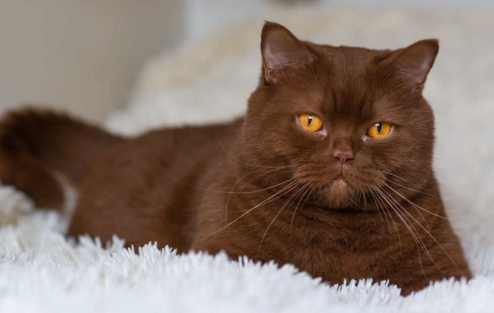 Havana, Birmanês, British Shorthair: conheça as principais raças de gato marrom