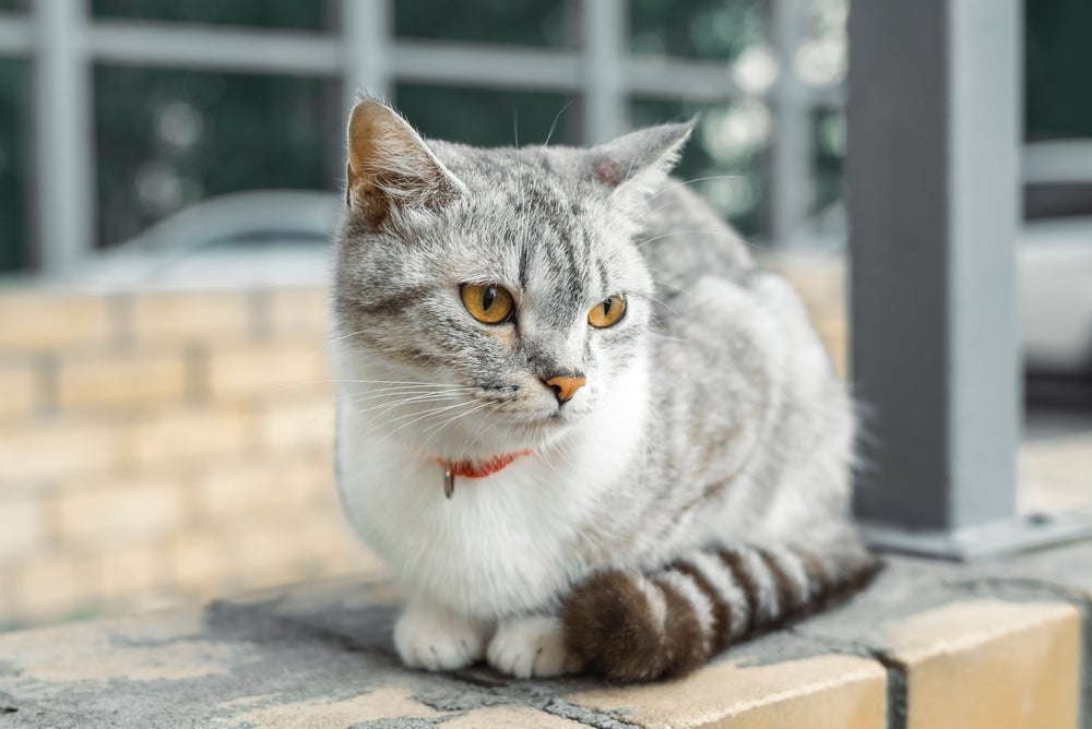 Gatos ficam expostos a diversos perigos na rua, como doenças, atropelamentos e até maus-tratos