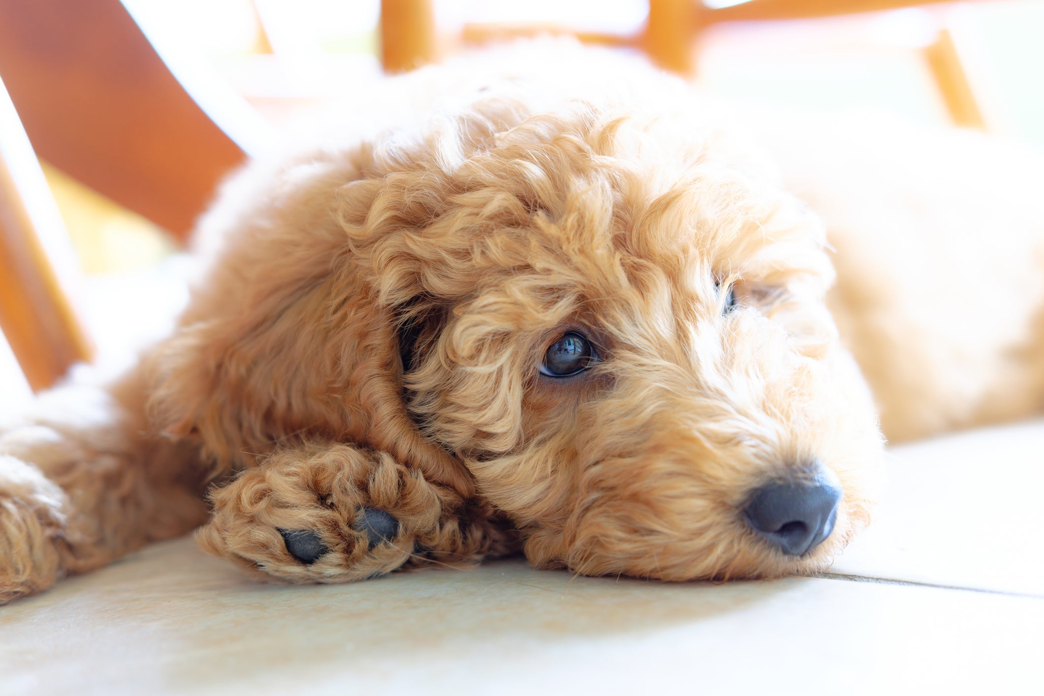 Os sintomas de giárdia canina incluem diarreia, desidratação e até letargia