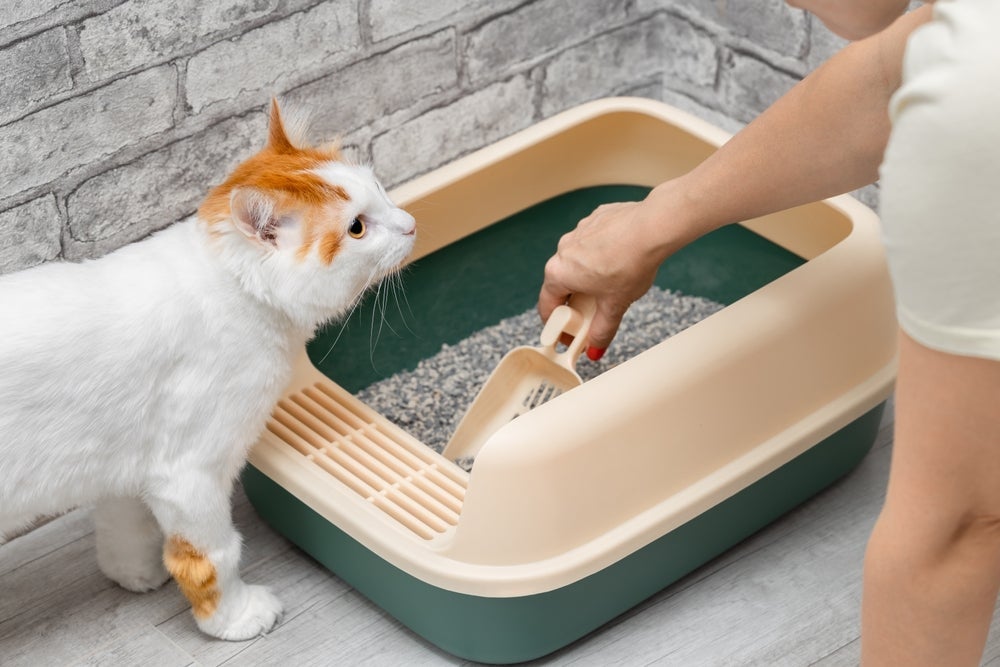 Petiscos em excesso, pouca ingestão de água ou até estresse podem prejudicar o sistema gastrointestinal dos gatos
