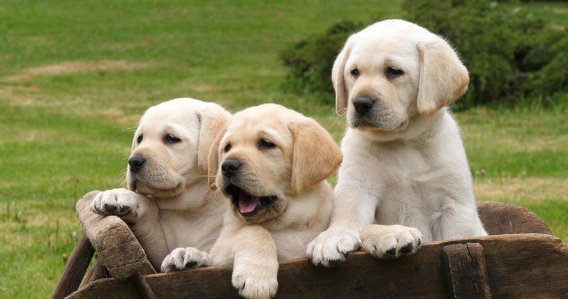 Como resistir a um filhote de Labrador? Fofos e cheios de energia, esses cãezinhos são perfeitos para sua família!