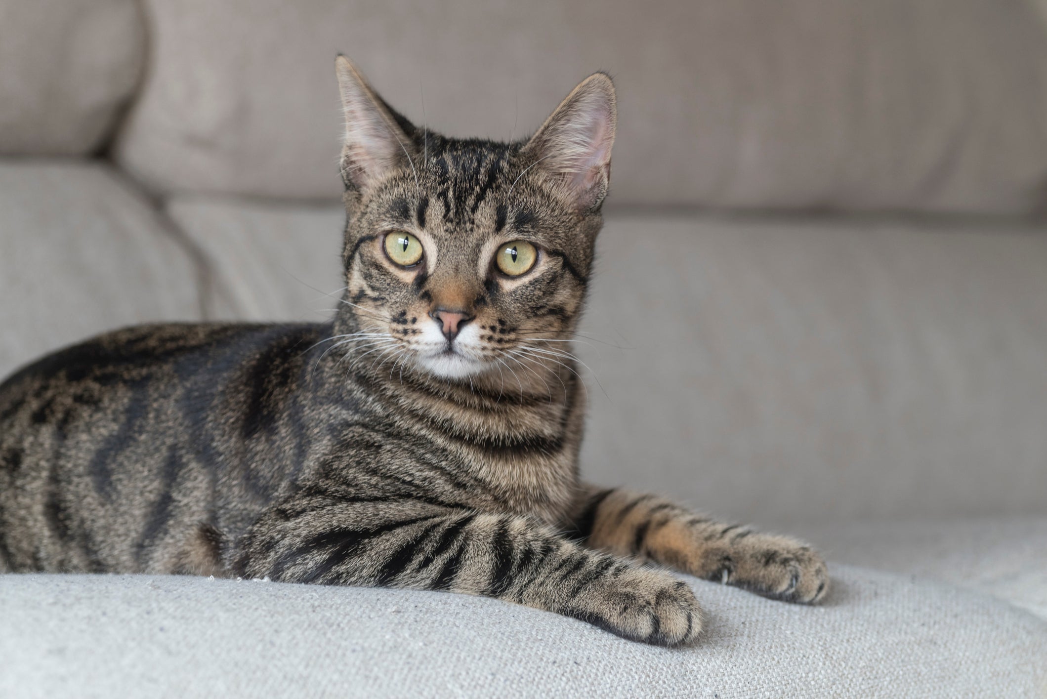 Por culpa da desinformação, a toxoplasmose ficou conhecida como “doença do gato”
