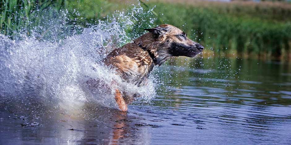 Ômega 3 para cachorro – Cão Uma dieta com ômega 3 para cachorro ajuda a cuidar das articulações. Cão na água.