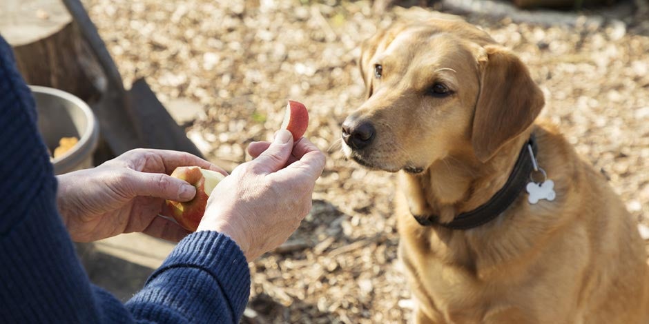Ômega 3 para cachorro - Maçã Caõ recebendo um pedaço de maçã, essa fruta tem efeito anti-inflamatório como o ômega 3 para cachorros.